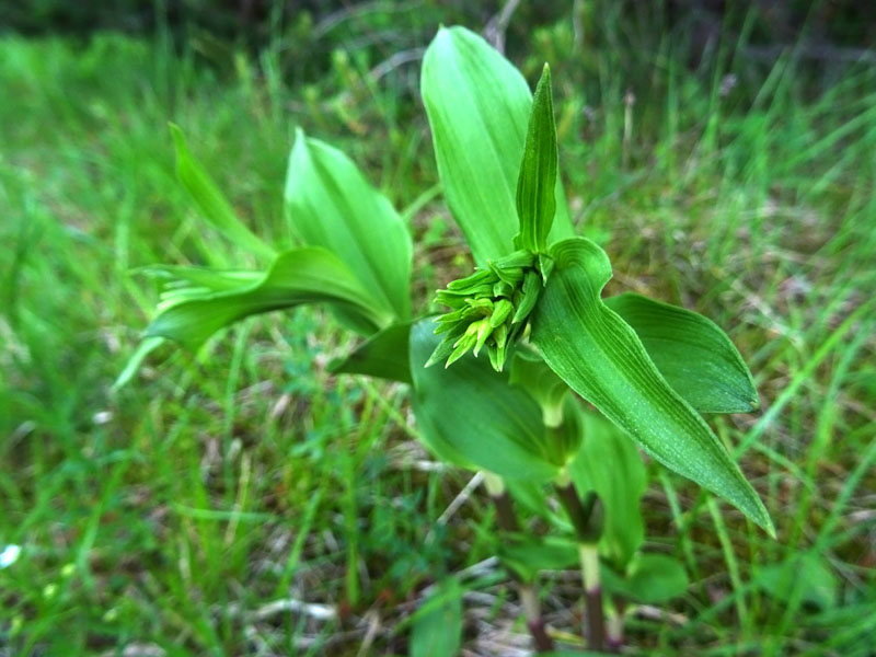 Epipactis........ma quale ?